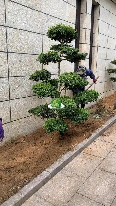 家里可以种树吗