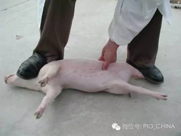 小母猪正确阉猪方法