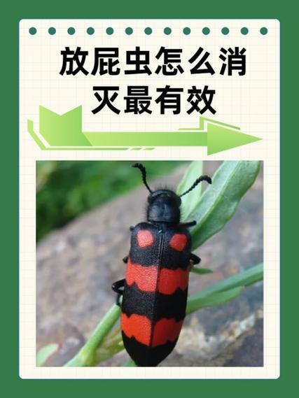 家里打屁虫怎么消灭