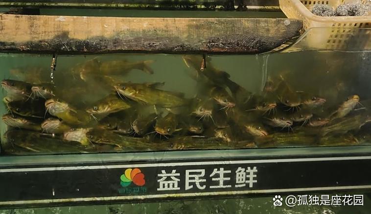 水产最吉利的名字