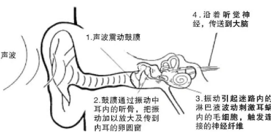 声音通过什么传入耳中