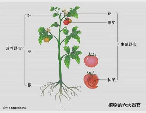 番茄属于植物的什么器官