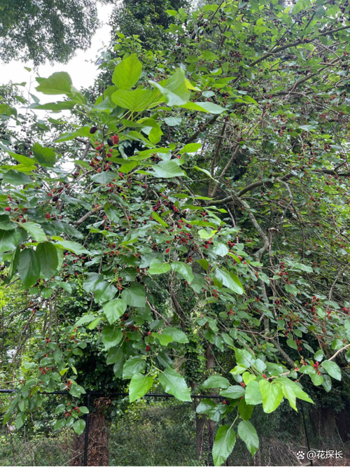 院子里不能种的5种树