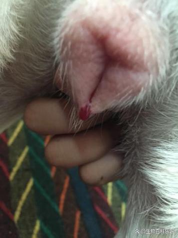 母犬的生殖照片大全