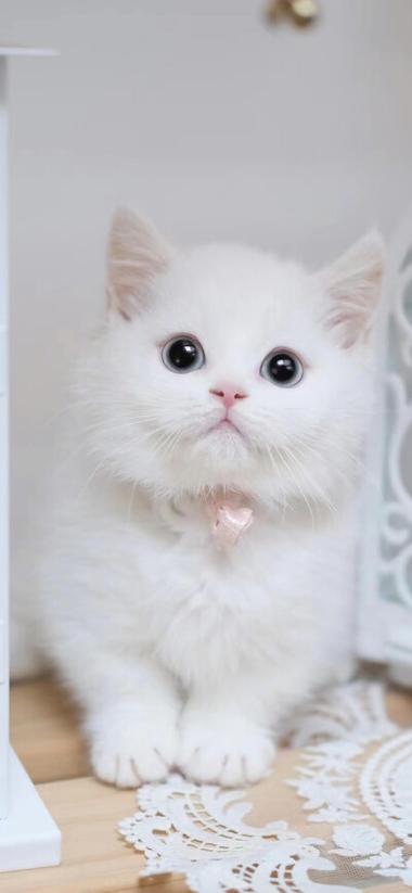 6iq2小奶猫