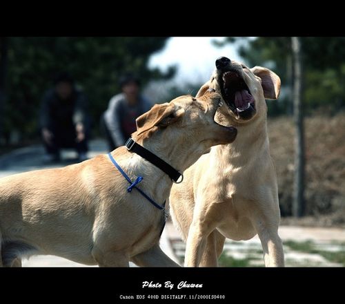 cool dog