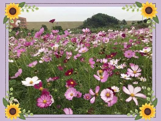 光明花田小镇