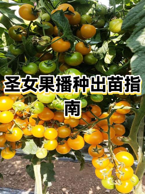 圣女果怎么催芽