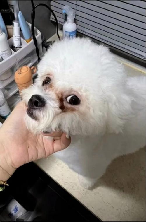 狗狗泪痕多久消失