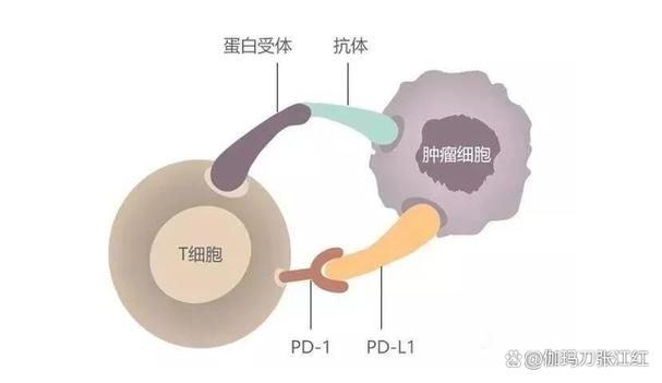pd指什么医学