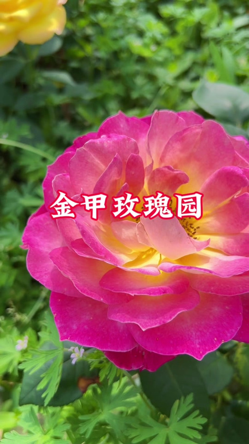 抖音一朵玫瑰花多少钱
