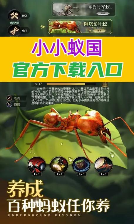 蚂蚁联盟是做什么的