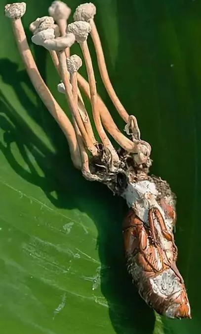 金蝉幼虫怕水淹吗