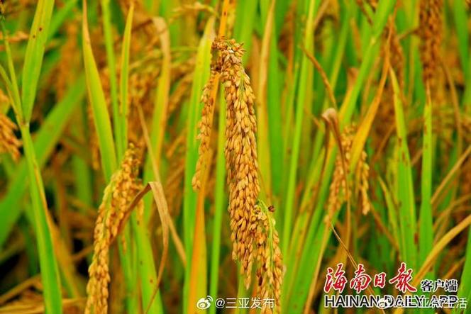 海南水稻一年三熟截图2