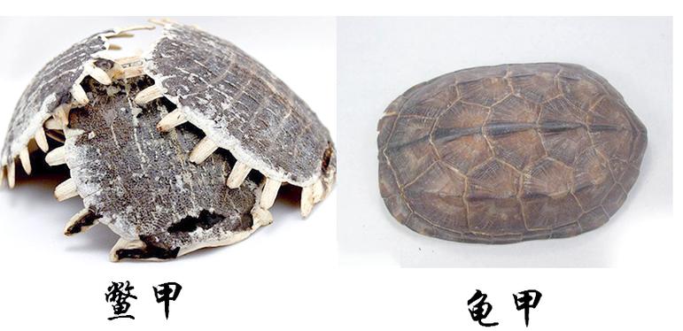 龟甲的功效与作用的功能与主治
