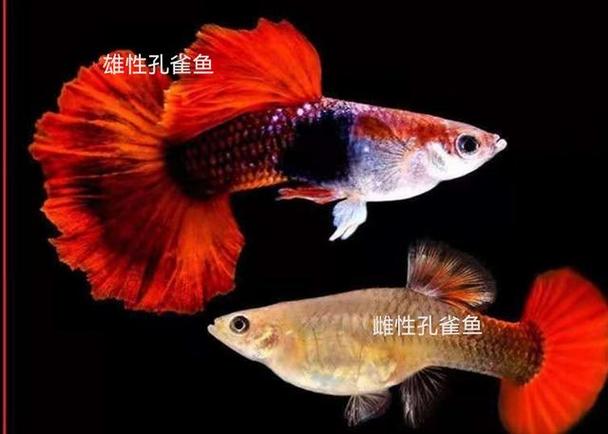 繁殖孔雀鱼公母比例