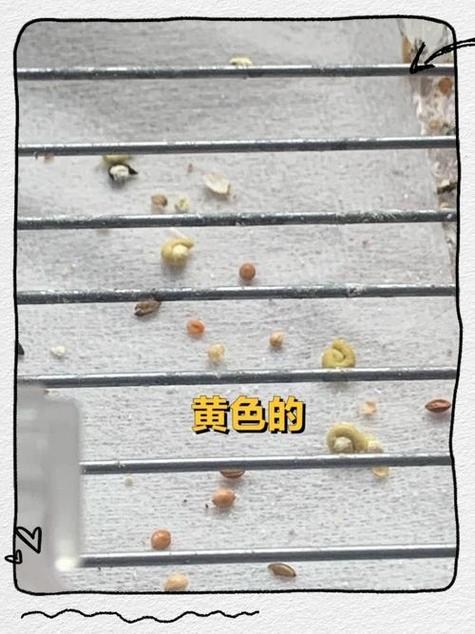 鹦鹉便便图解