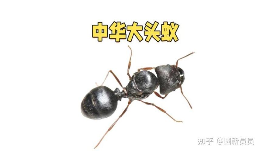 食堂有蚂蚁怎么处理