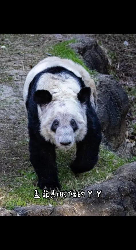 丫丫熊猫最新消息