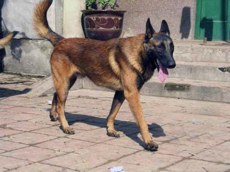 马犬白胸最贵三个品种