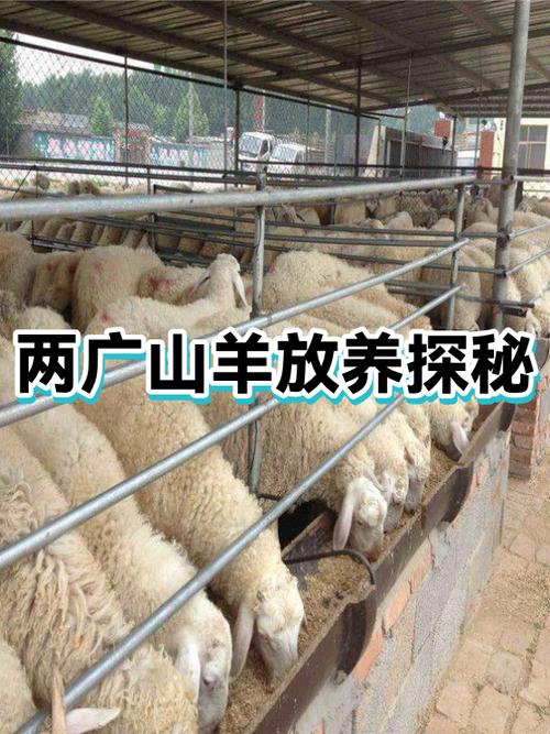 广西养羊论坛