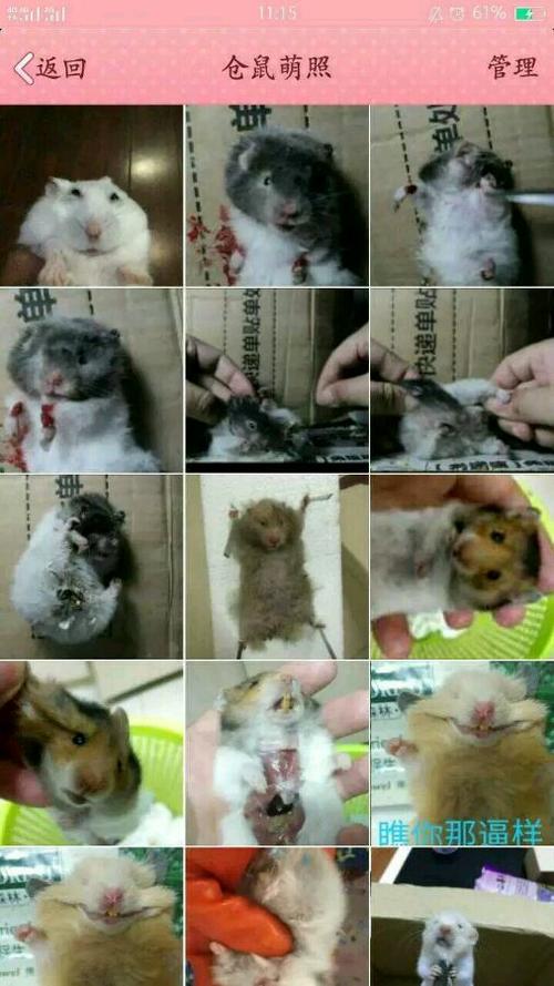 杀仓鼠的图片大全截图2