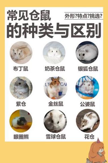 杀仓鼠的图片大全截图3