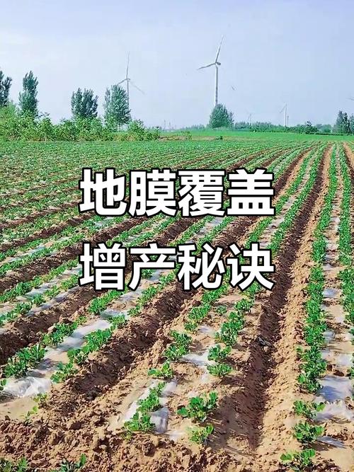 地膜覆盖花生好处