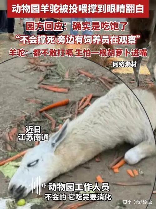 羊驼靠什么赚钱