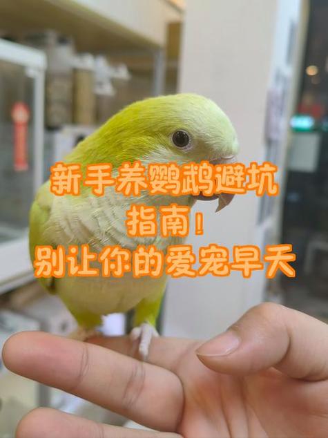 适合新手十大笼养鸟