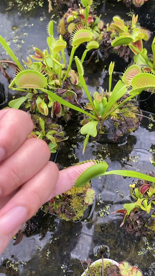 被食人花咬了怎么办