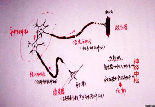 反射弧长是啥意思