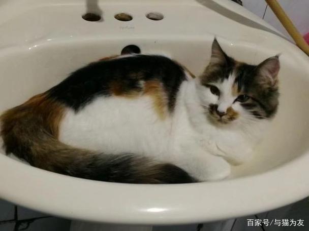 猫咪老是蹲在猫砂盆里是什么问题