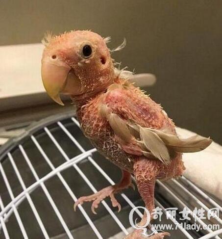 鹦鹉正常掉毛图片