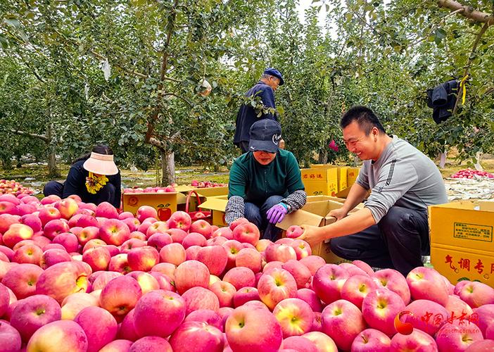 苹果在什么季节丰收截图2