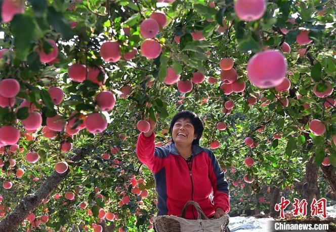 苹果在什么季节丰收截图3