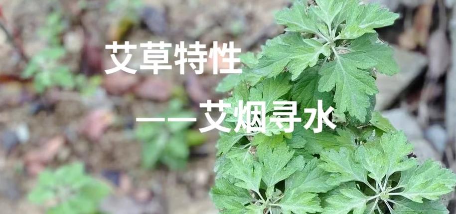 艾叶杆煮水的神奇功效图标