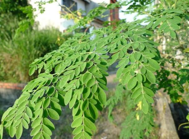 辣木树图片
