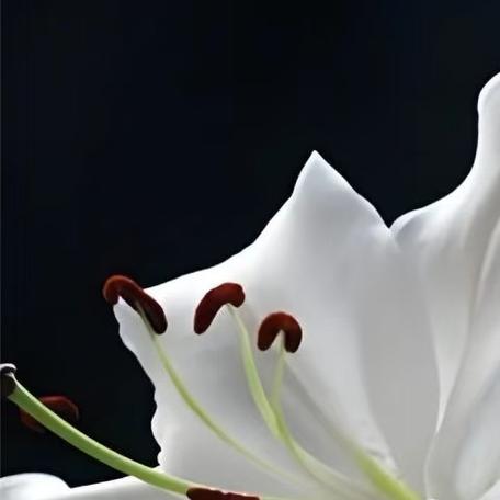 水养百合花技巧与方法