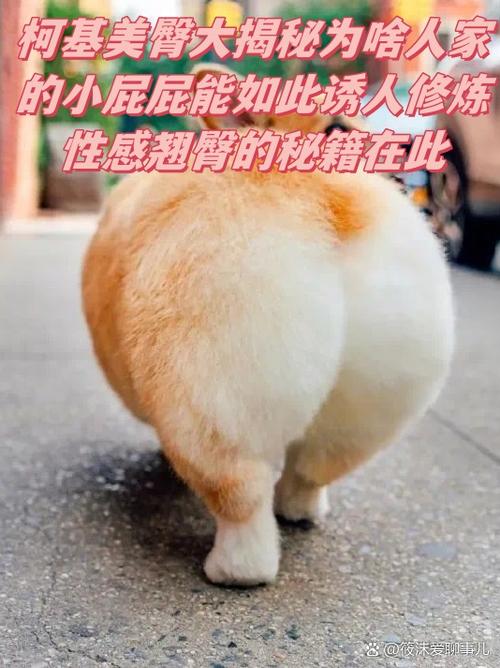 小屁屁广告