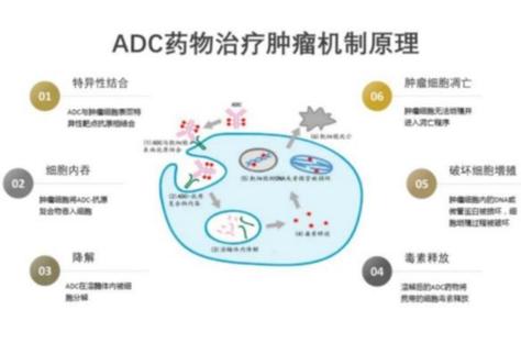 adc是化疗药还是靶向药