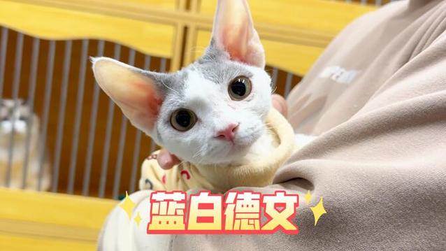 正开脸蓝白多少钱