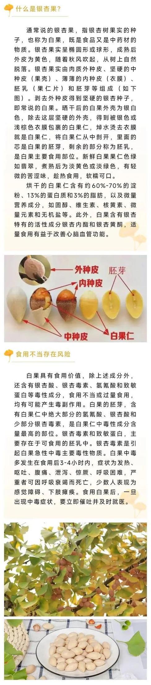 银杏果的功效