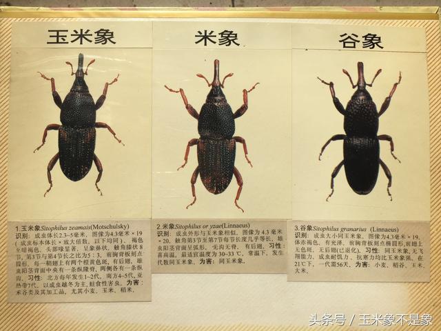 玉米象和米象的区别