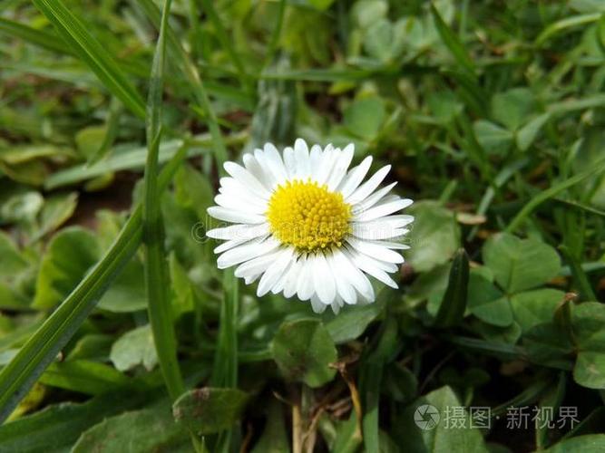 雏菊公司截图2