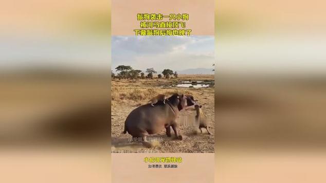 鬣狗被河马粪喷飞的视频截图3