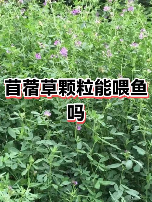 苜蓿草的营养价值截图3