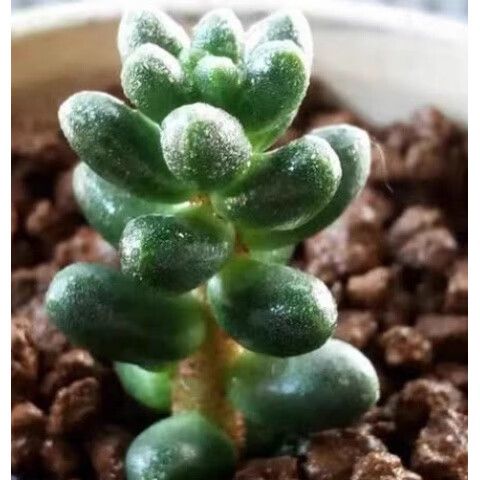 多肉中间有白色的虫卵怎么治疗