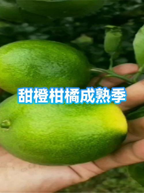 甜橙几月份成熟的