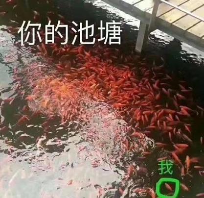 鱼塘表情包图片
